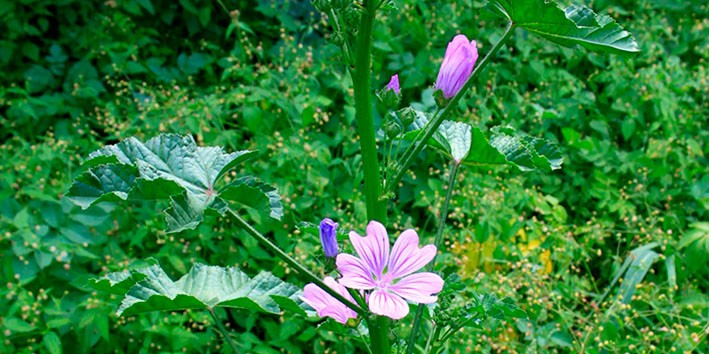 Malva planta para que serve